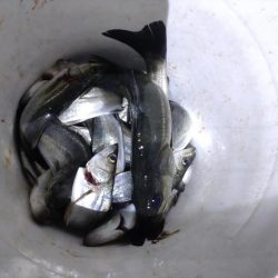 今年初のボートアジング!(鱸乱舞)