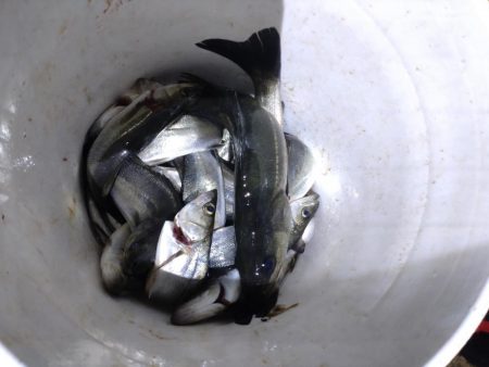 今年初のボートアジング!(鱸乱舞)