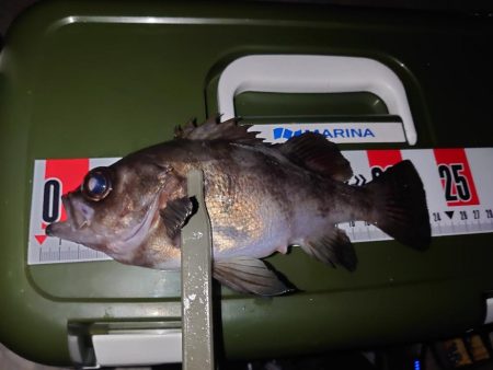 メバル狙いのウキ釣り🎣