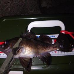 メバルプラッキング縛り🎣