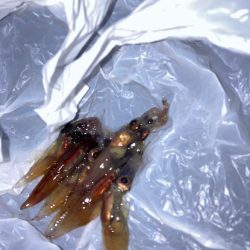 メバル７匹（お）