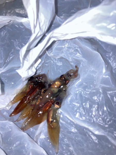 メバル７匹（お）