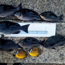 和歌山市江（吉丸渡船）でグレ釣り