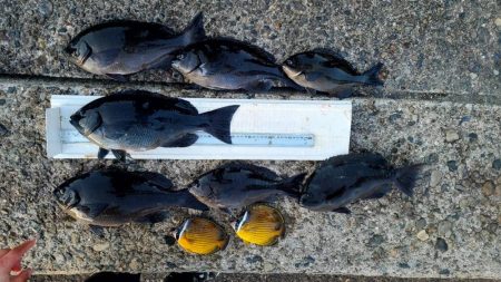 和歌山市江（吉丸渡船）でグレ釣り