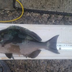 和歌山市江（吉丸渡船）でグレ釣り