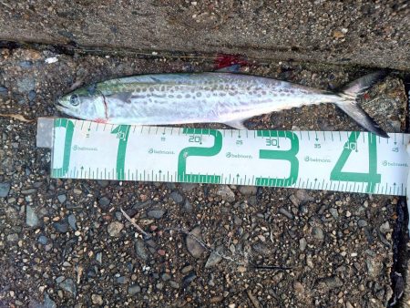 約1ヶ月ぶりの魚