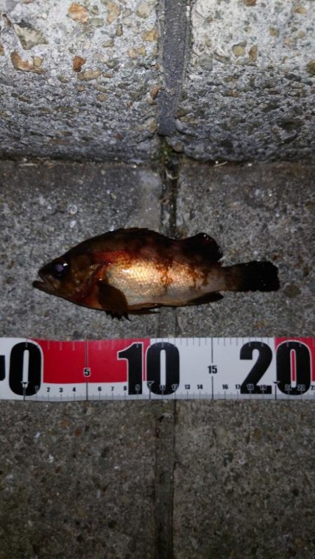 メバル浮き釣り