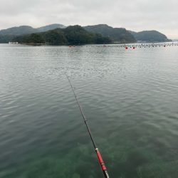 ノッコミのチヌを釣る予定でしたが結果は出ず