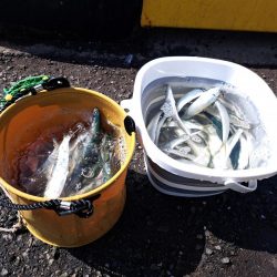 カタボシイワシ大漁