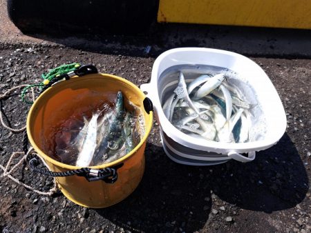 カタボシイワシ大漁