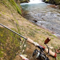 ヤマメは何処へ