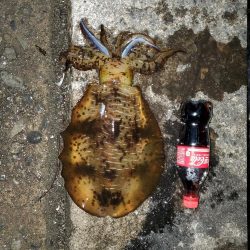 春アオリイカ狙い