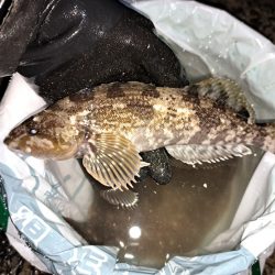 花見カレイの前に釣れました