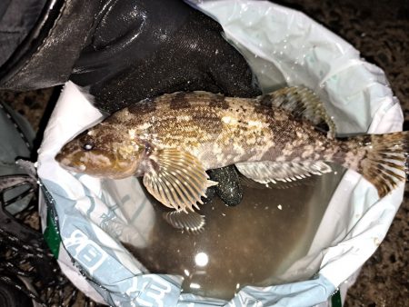 花見カレイの前に釣れました