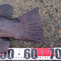 この時期やはりコブダイ！