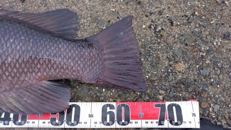 この時期やはりコブダイ！