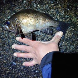 久しぶりの魚は