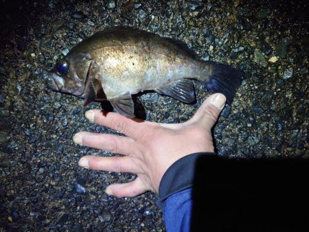 久しぶりの魚は