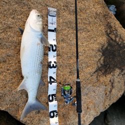 バイブでキビレ