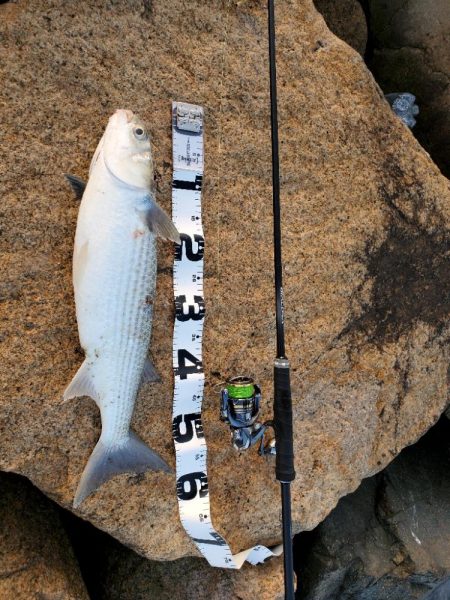 バイブでキビレ