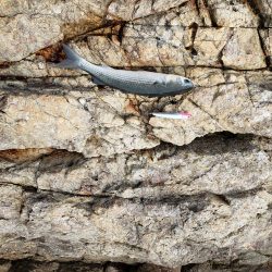 寒鰤ならぬ寒鰡‼️