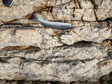 寒鰤ならぬ寒鰡‼️