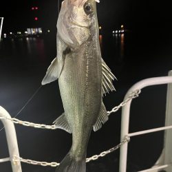 船の灯りのセイゴ釣り