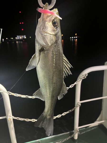 船の灯りのセイゴ釣り