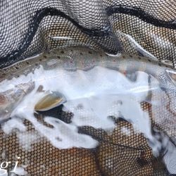 揖保川、ようやく本格解禁の気配