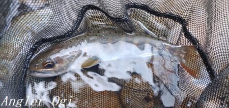 揖保川、ようやく本格解禁の気配