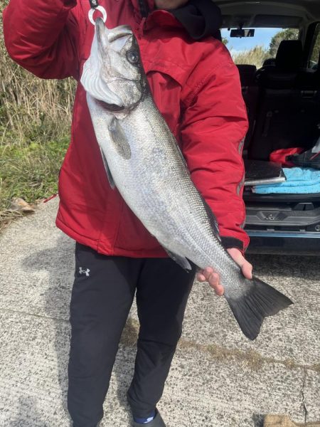 ヒラスズキ狙い