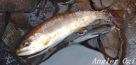 2024年、揖保川解禁!