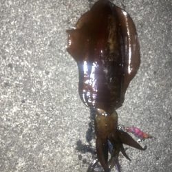 春イカゲット！