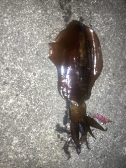 春イカゲット！