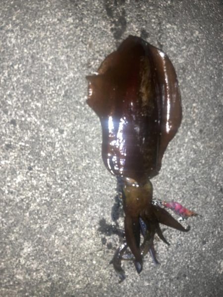 春イカゲット！