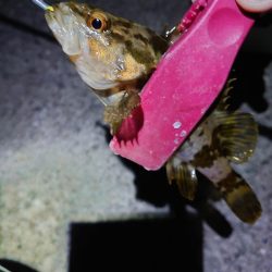 干潮メバリング