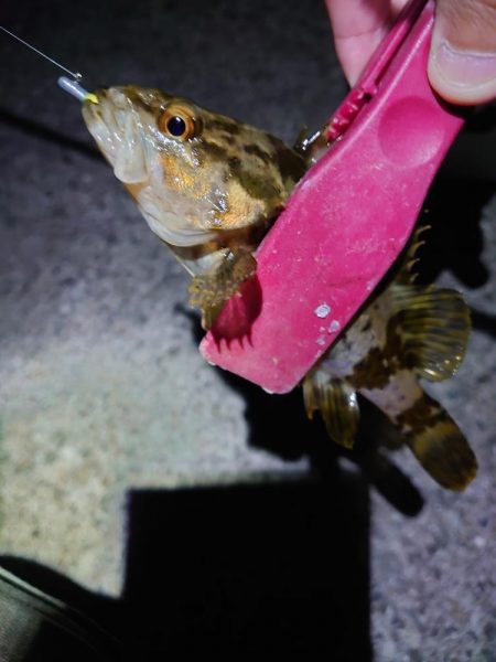 干潮メバリング