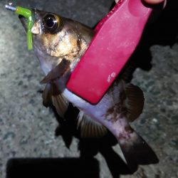 干潮メバリング