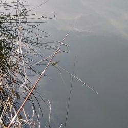 今季初のタナゴ釣行