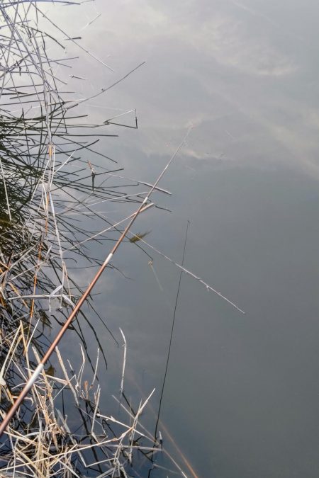 今季初のタナゴ釣行