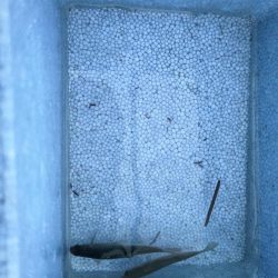 シロヒレ狙いのタナゴ釣行