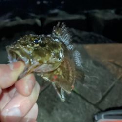 強風で厳しい中なんとかガシラ一匹