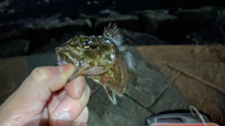 強風で厳しい中なんとかガシラ一匹