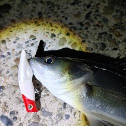 久しぶりにシーバス