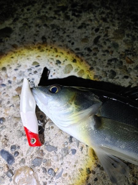 久しぶりにシーバス