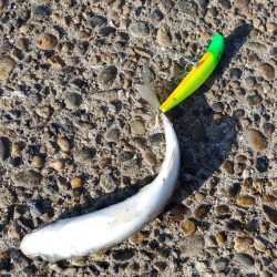 シーバスは釣れませんでしたが