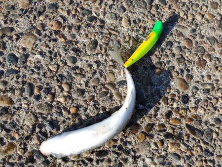 シーバスは釣れませんでしたが