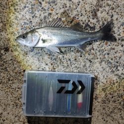 30cmのシーバスです(^^)