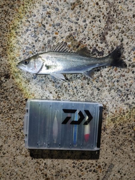 30cmのシーバスです(^^)