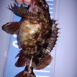 メバリングからガシリング